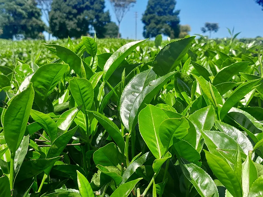 Молоді пагони чайного куща