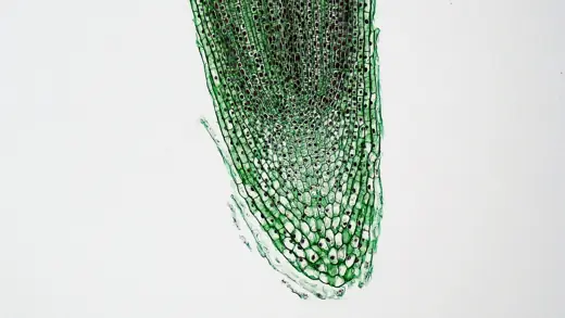 Кінчик кореня цибулі