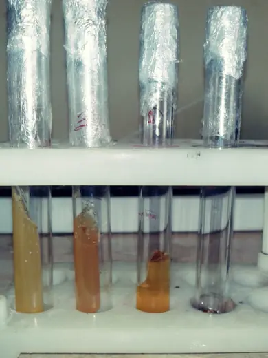 Калюс у культурі in vitro