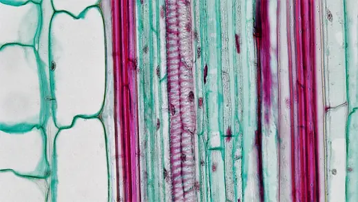 Пучок кукурудзи на поздовжньому зрізі