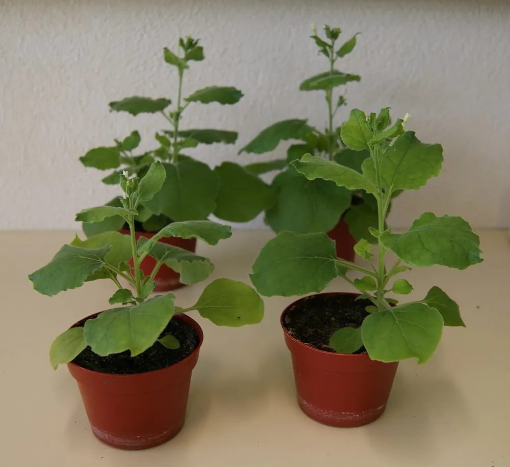 Рослини Nicotiana benthamiana