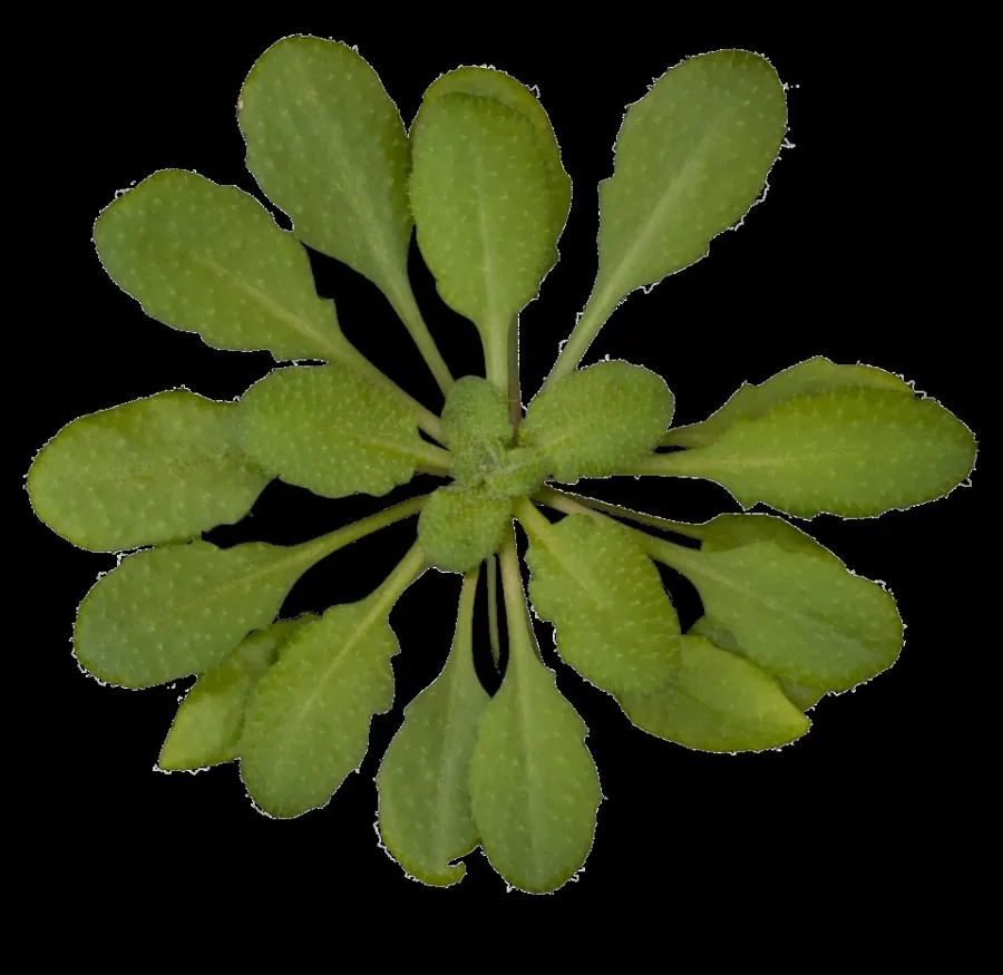 Розетка Arabidopsis thaliana