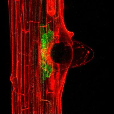 Бічний корінь Arabidopsis у конфокальному мікроскопі