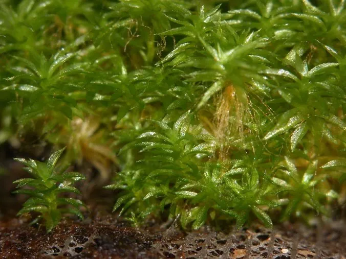 Мох Physcomitrella patens