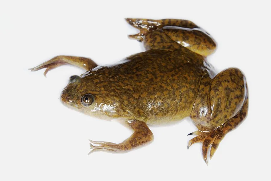 Жаба Xenopus laevis