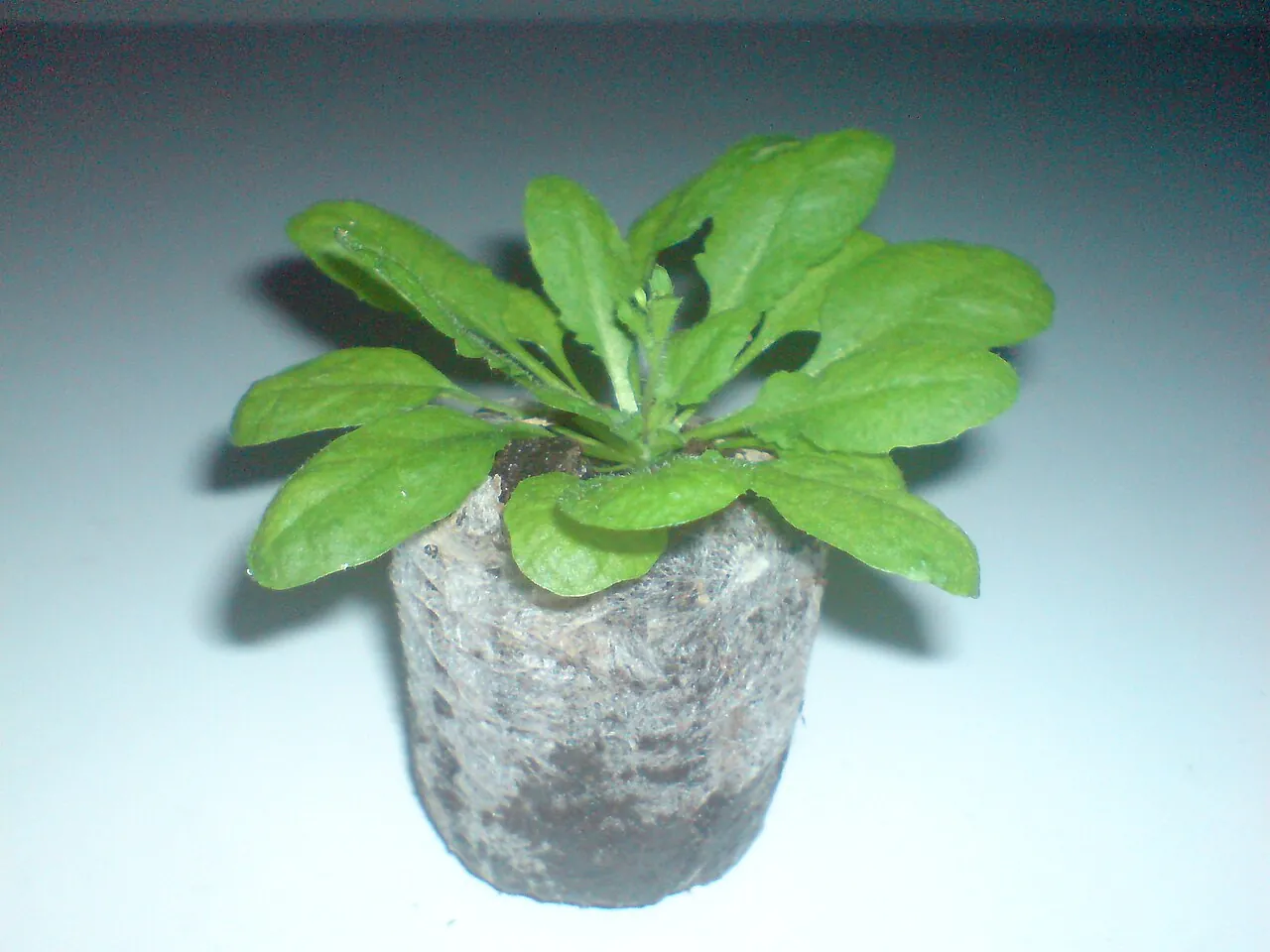 Молода рослина Arabidopsis thaliana, екотип Columbia-0: розетка листків на торфовій таблетці