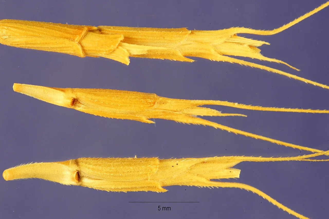 Aegilops speltoides — егілопс-донор геному B: колоски з остюками (зображення в збільшенні)