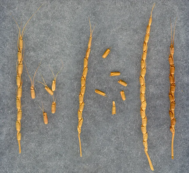 Aegilops tauschii — донор геному D м'якої пшениці: колоски й зернівки