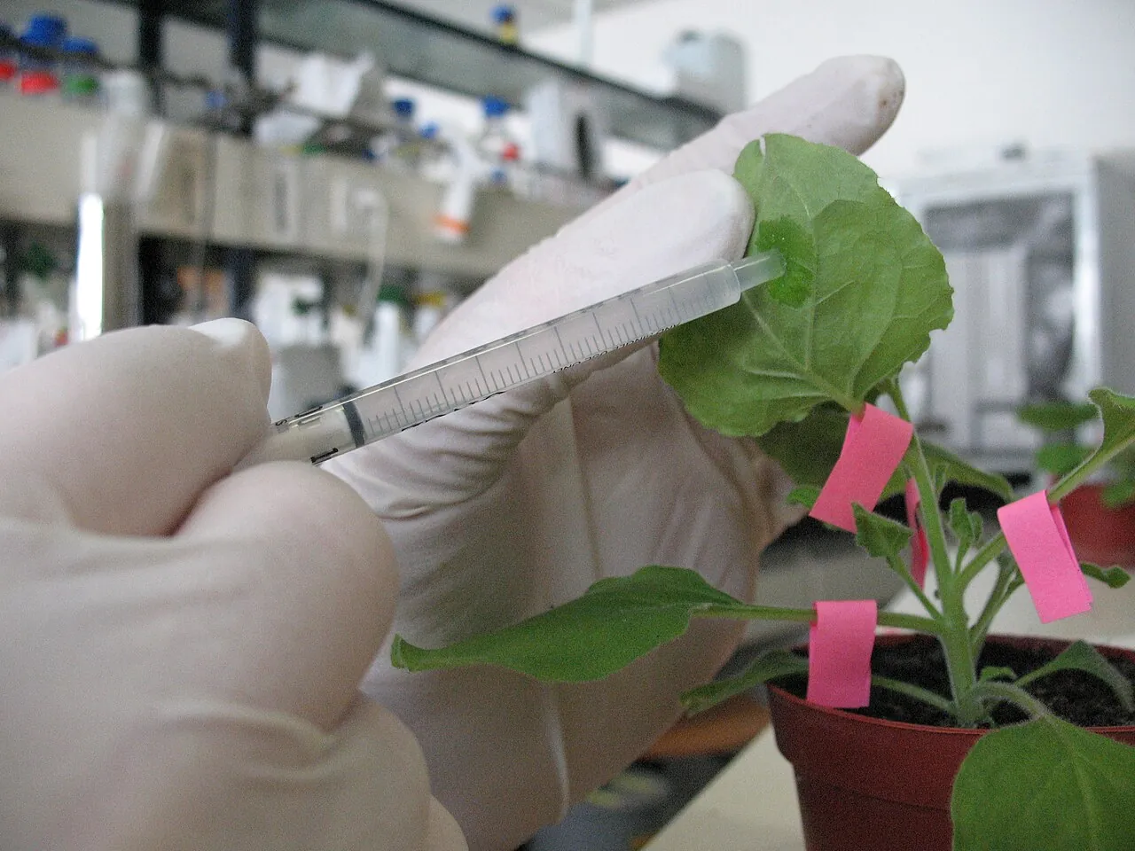 Агроінфільтрація листка Nicotiana benthamiana суспензією агробактерії зі шприца — швидка транзієнтна експресія