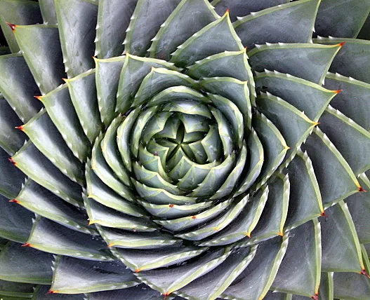 Aloe polyphylla: листки розташовані щільною спіраллю — приклад спірального філотаксису