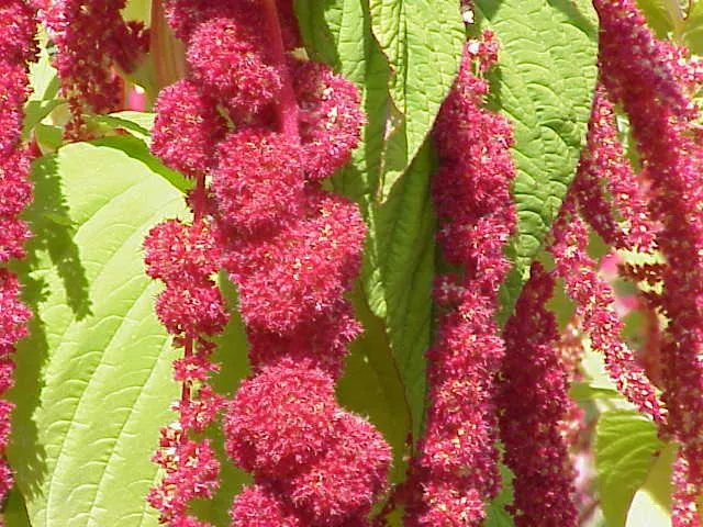Амарант хвостатий Amaranthus caudatus: червоні суцвіття забарвлені бетаціанами