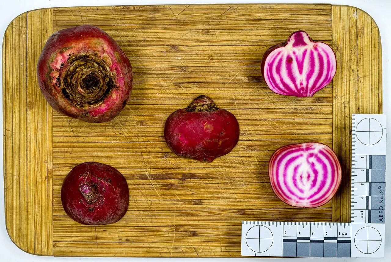Буряк (Beta vulgaris), у тому числі «чіоджа» у розрізі: бетаніни замість антоціанів — основа репортера RUBY