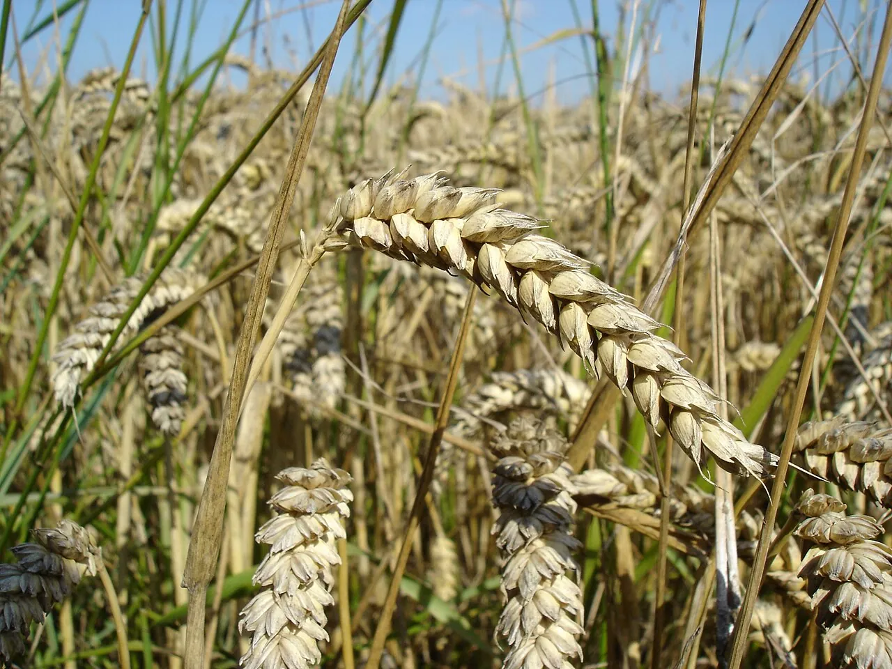 М'яка пшениця Triticum aestivum (гексаплоїд AABBDD) на полі