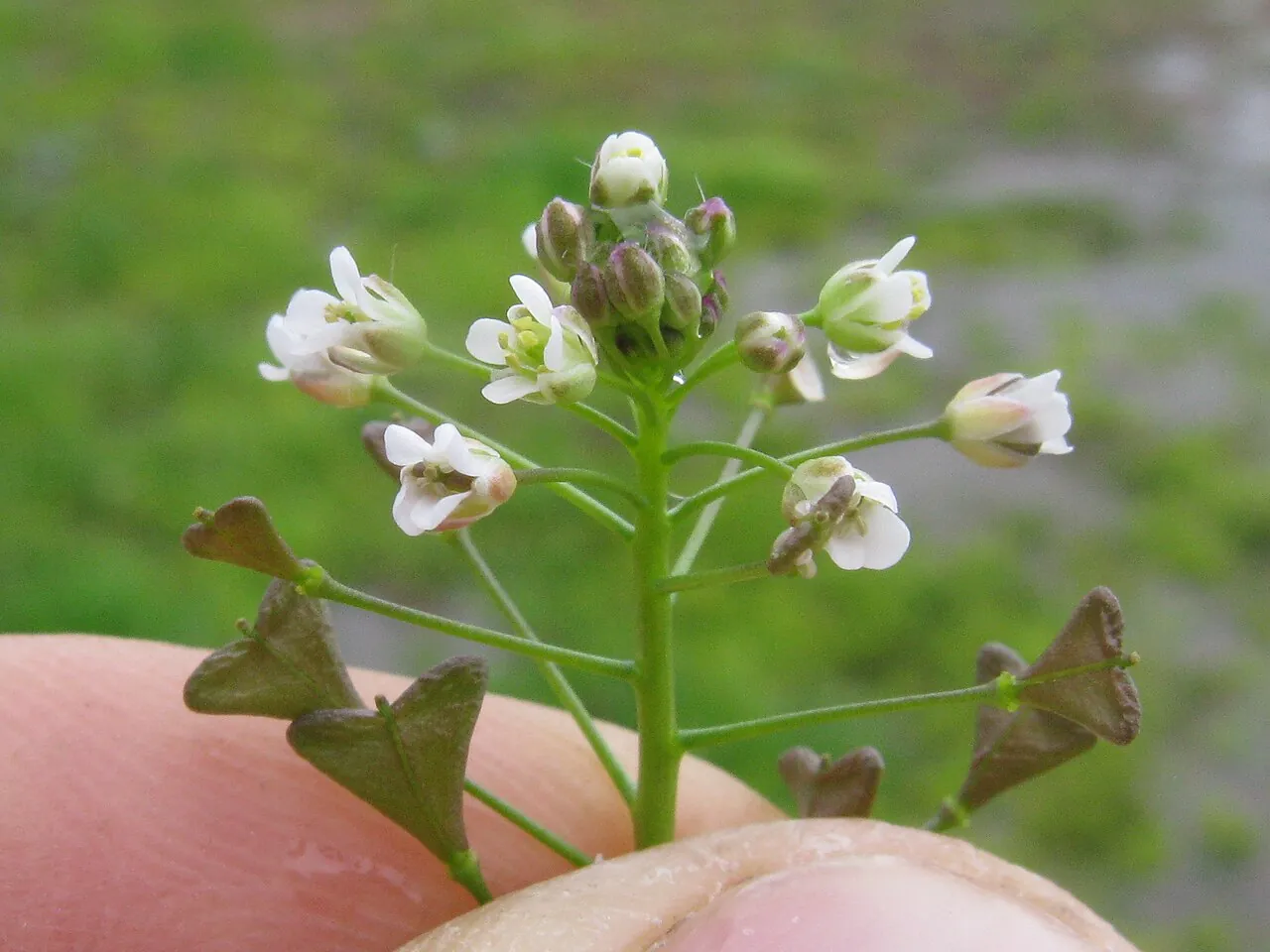 Грицики звичайні Capsella bursa-pastoris — алополіплоїд, що став космополітним бур'яном