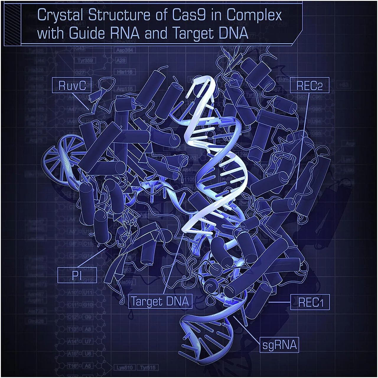 Cas9 у комплексі з гідовою РНК і ДНК-мішенню (кристалічна структура)