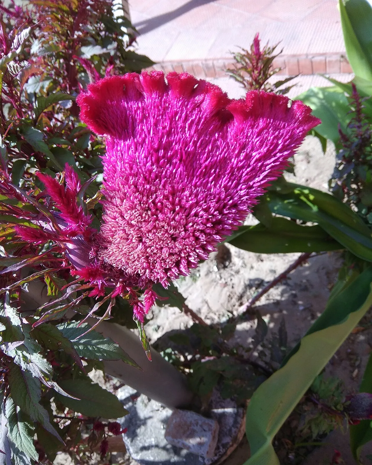 Целозія гребінчаста (Celosia cristata) — типовий приклад фасціації суцвіття