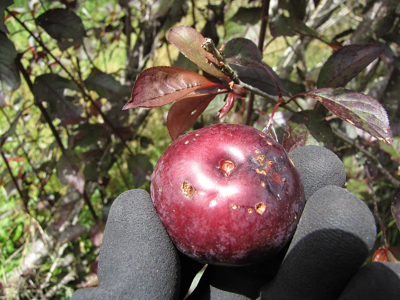 Алича Prunus cerasifera — один із батьківських видів сливи домашньої