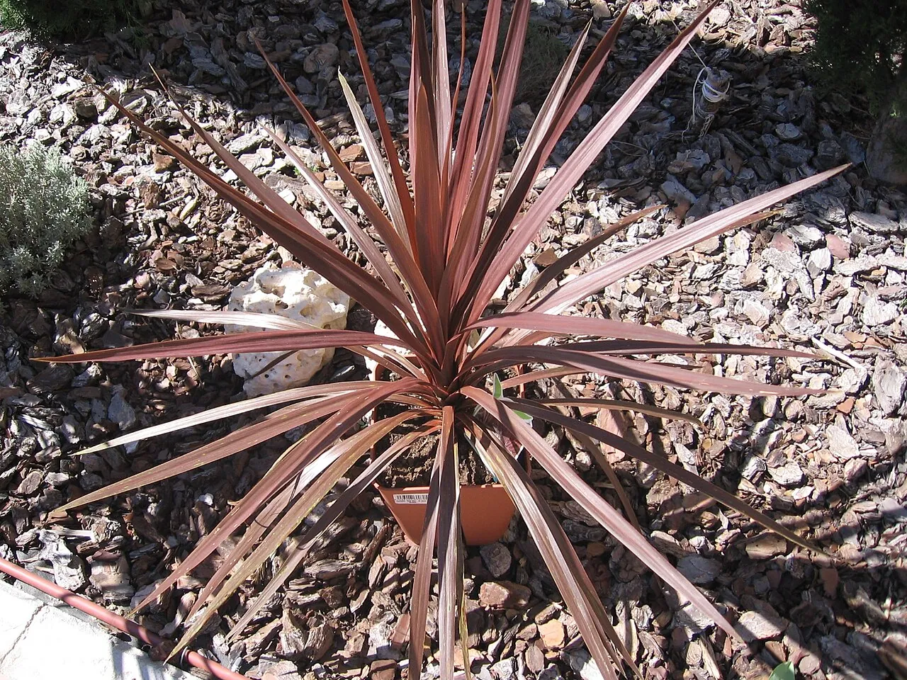 Cordyline australis «Red Star»: розетка листків зі спіральною закладкою