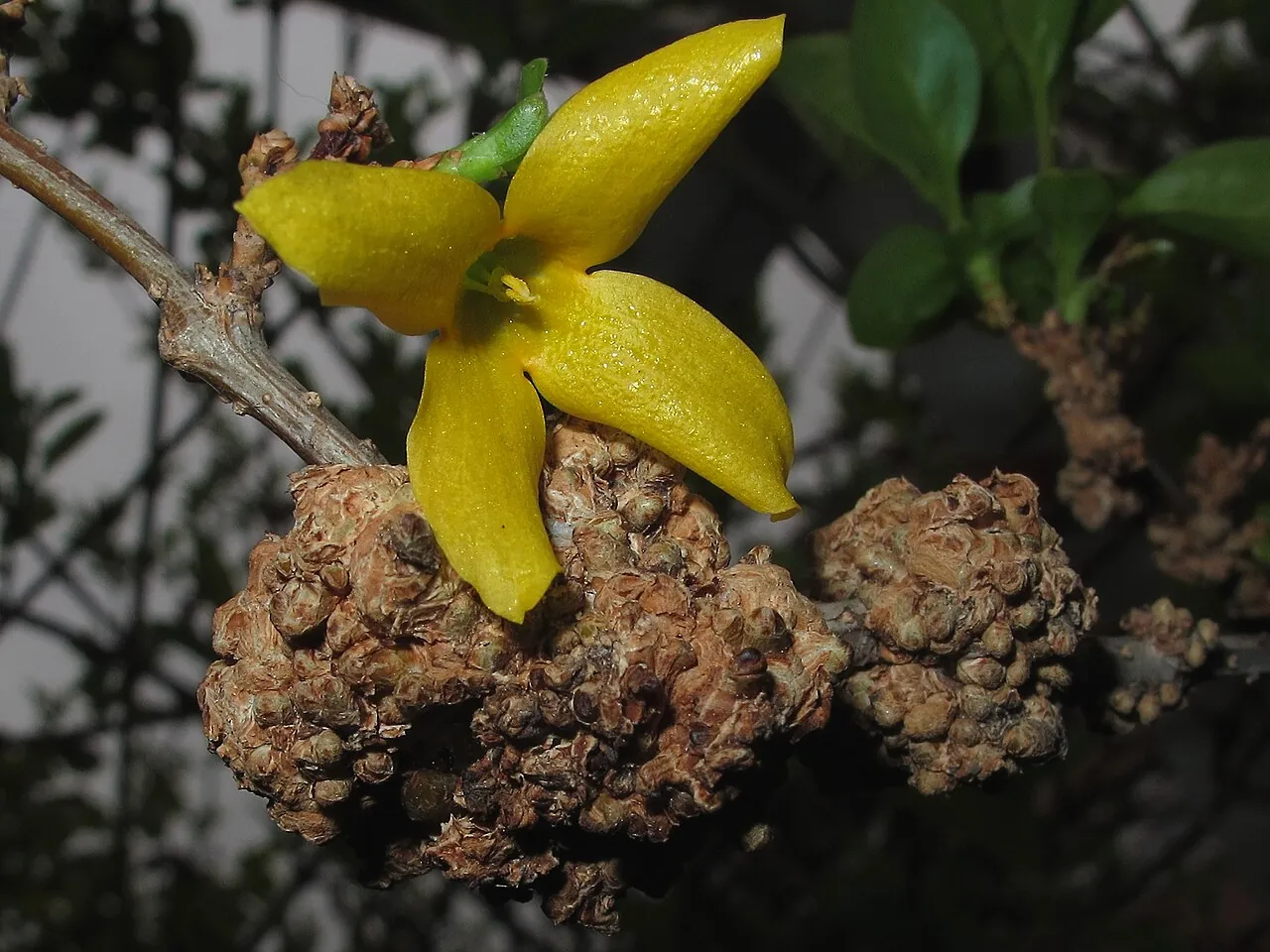 Корончастий гал (Agrobacterium tumefaciens) на форзиції