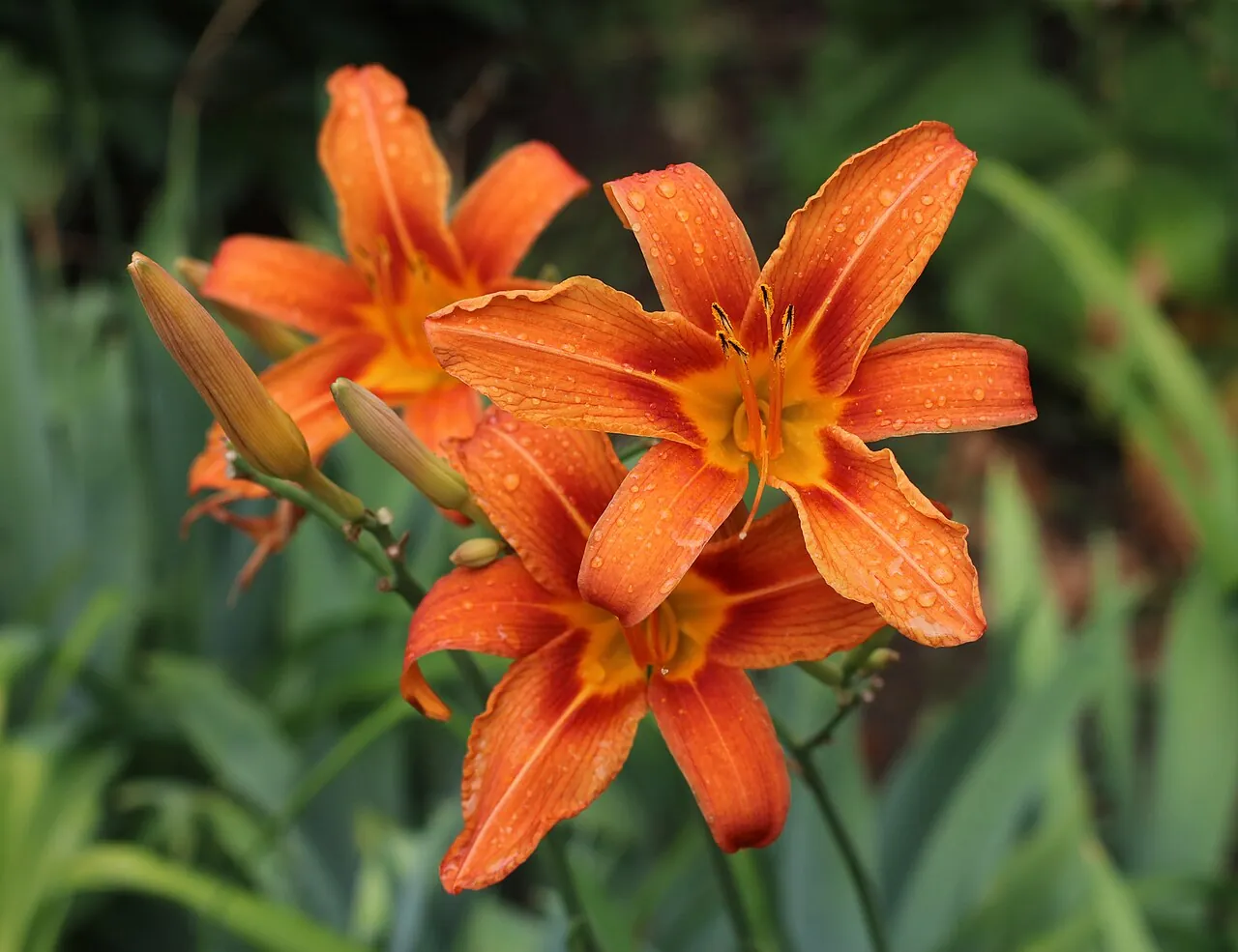 Лілійник рудий Hemerocallis fulva — триплоїд, що тисячі років розмножується лише вегетативно
