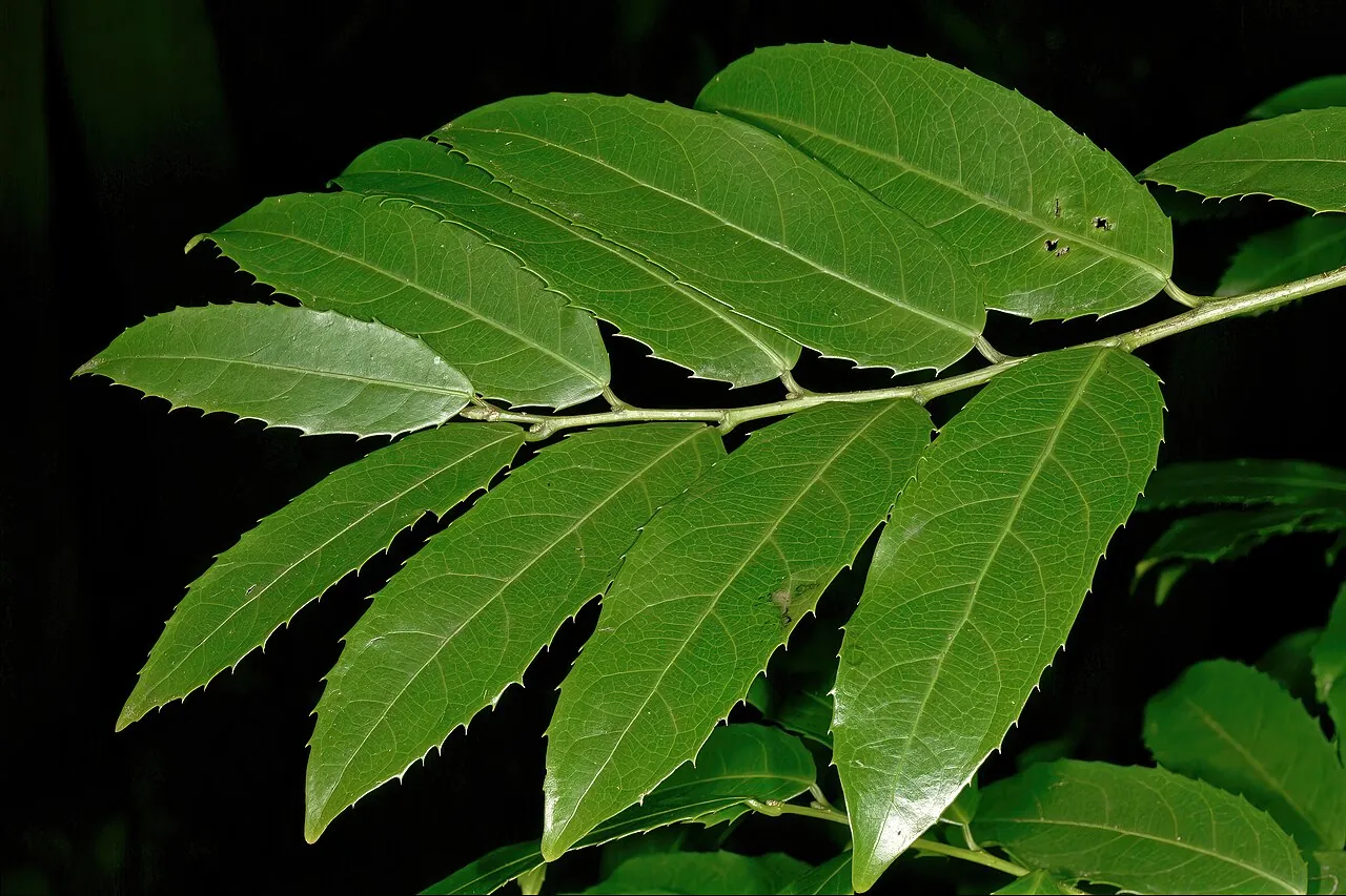 Дворядне (distichous) розташування листків (Rawsonia lucida): кут між листками 180°