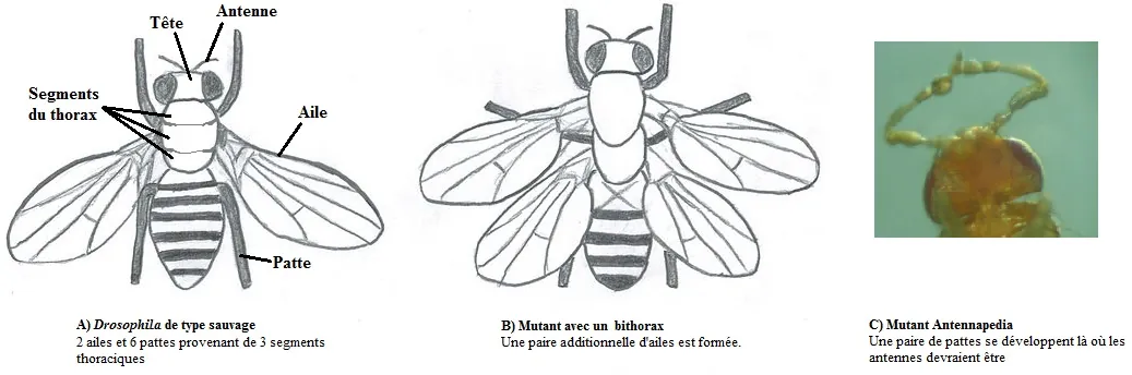 Дрозофіла: дикий тип (А), мутант за геном Bithorax — друга пара крил замість дзижчалець (В), мутант Antennapedia (С)
