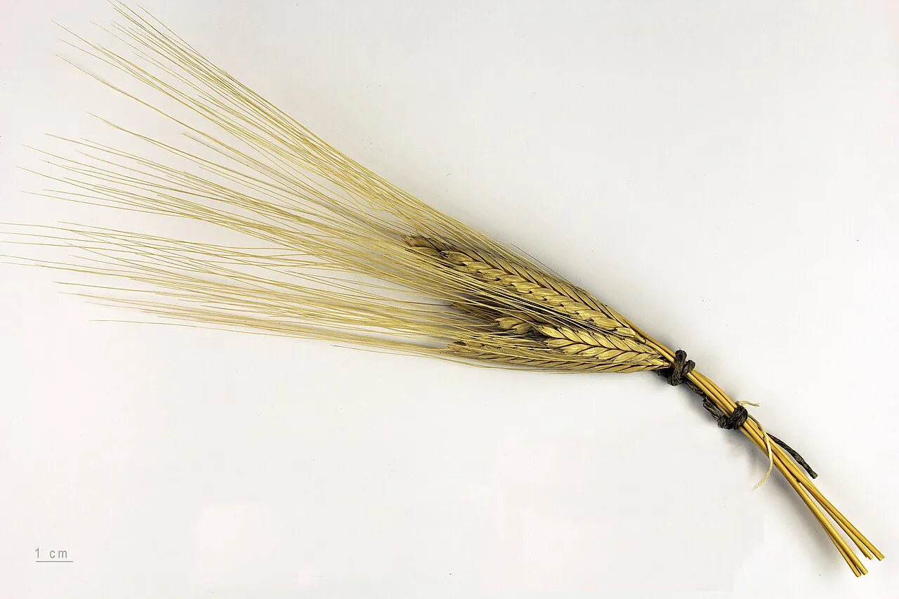 Пшениця однозернянка Triticum monococcum (геном A): колос