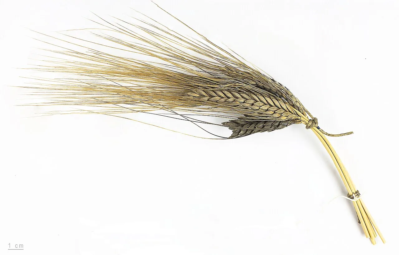 Пшениця-емер Triticum turgidum subsp. dicoccum (тетраплоїд AABB): колос
