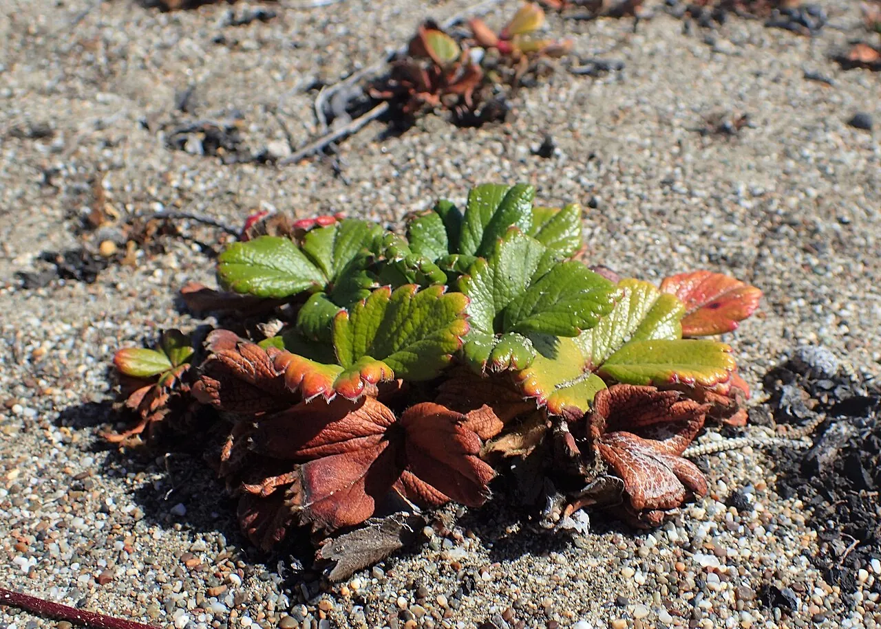 Fragaria chiloensis — чилійська суниця, на узбережжі Каліфорнії; до Франції привезли лише жіночі рослини
