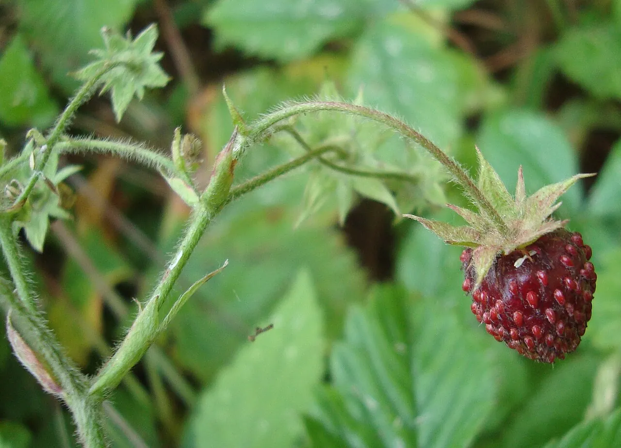 Суниця мускусна Fragaria moschata з плодом: від її схрещування з садовою суницею виникла «земклуніка»