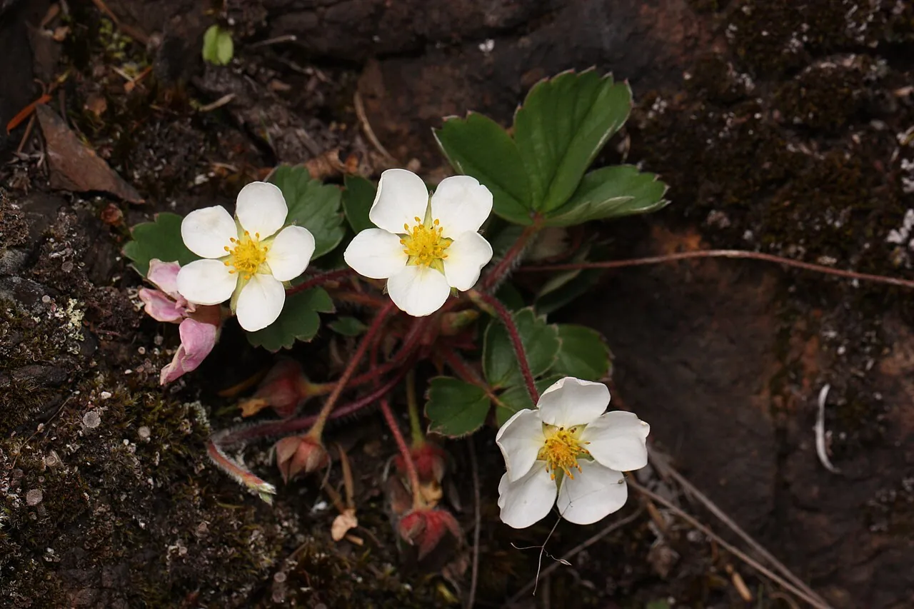 Fragaria virginiana — суниця віргінська; поряд із нею чилійські рослини давали найкращий урожай