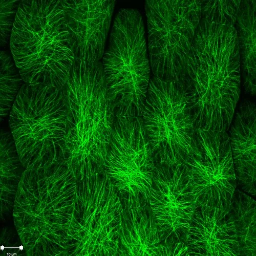 GFP у клітинах епідермісу арабідопсиса: кортикальні мікротрубочки (прижиттєва конфокальна мікроскопія)