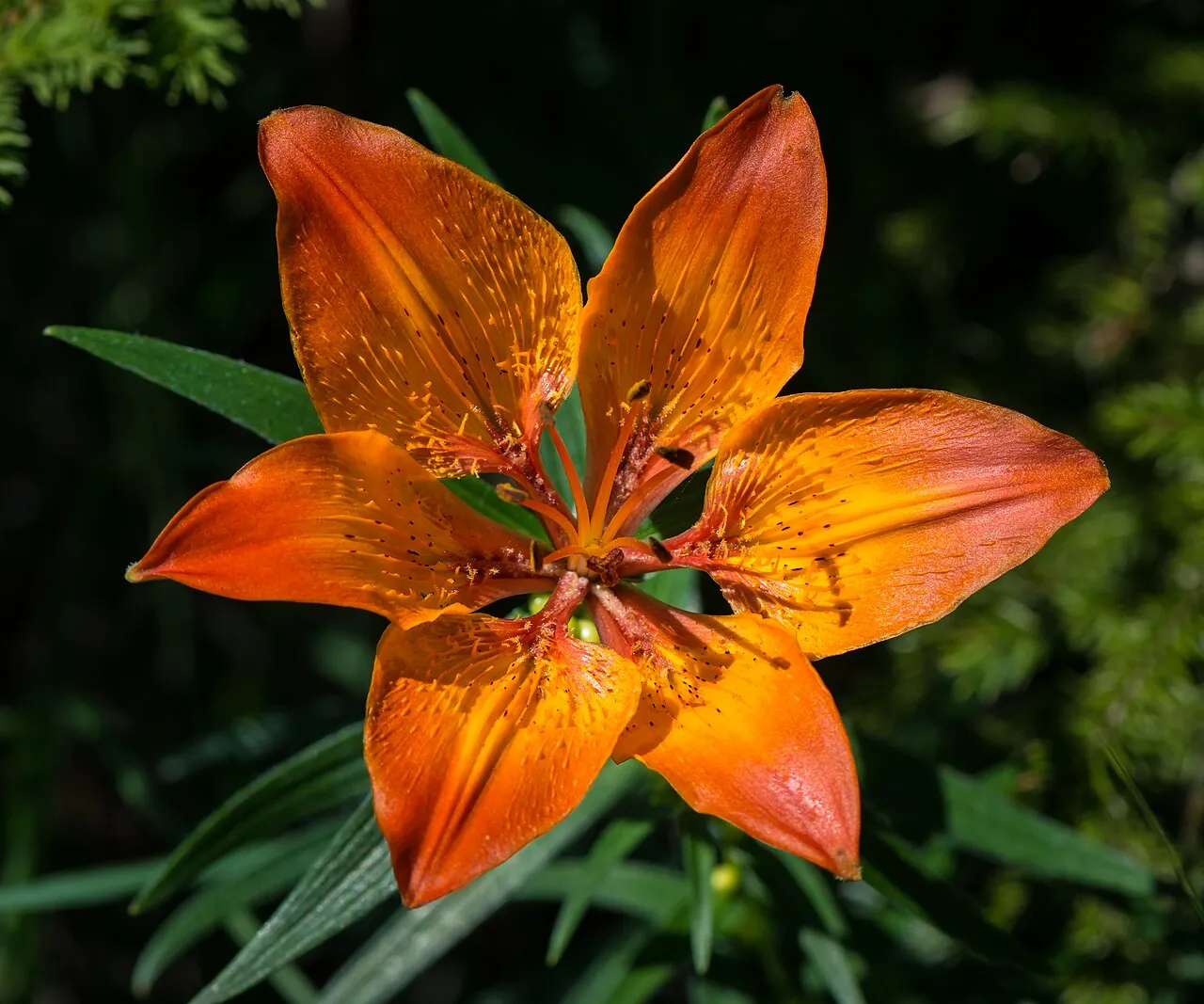 Лілія Lilium bulbiferum: тримерна квітка — по три органи в колі (6 листочків оцвітини)