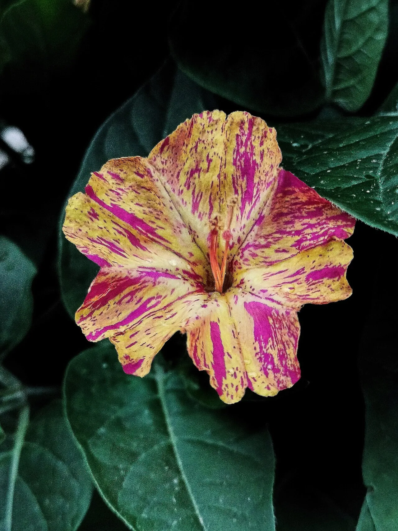 Mirabilis jalapa: жовті й рожеві сектори різного розміру в одній квітці