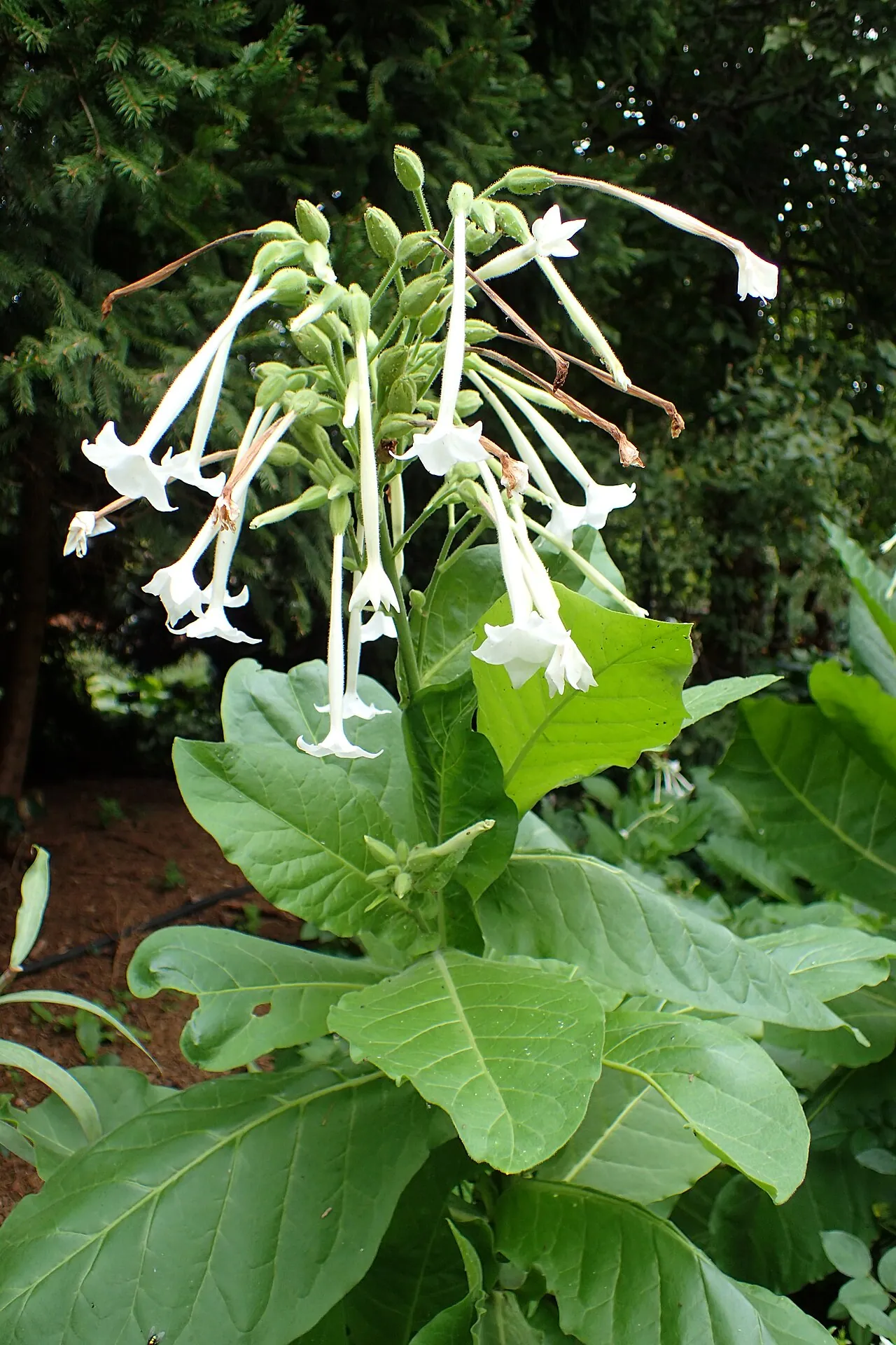 Nicotiana sylvestris — один із батьківських видів тютюну