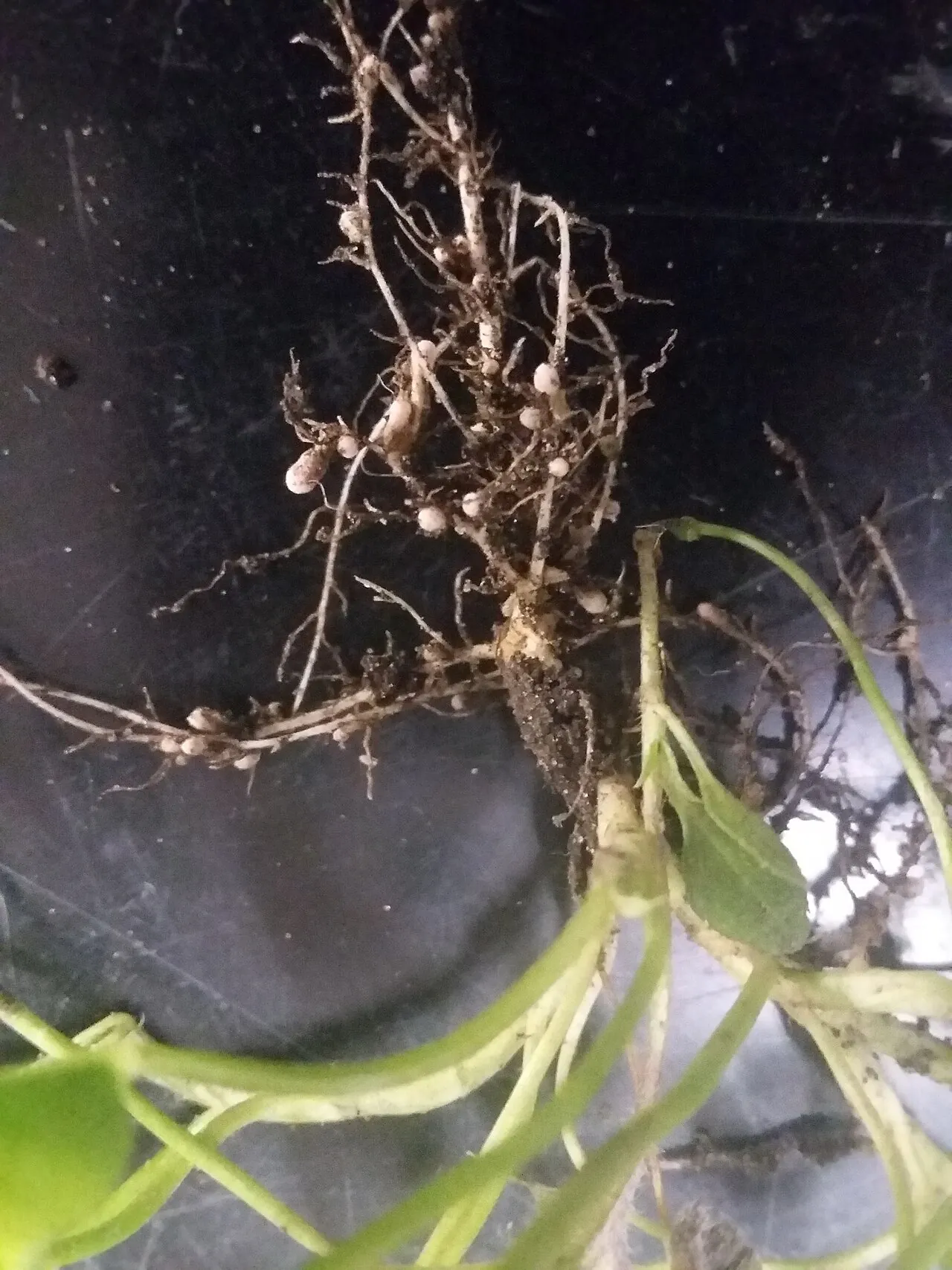 Азотфіксувальні бульбочки на коренях конюшини: бактерії роду Rhizobium