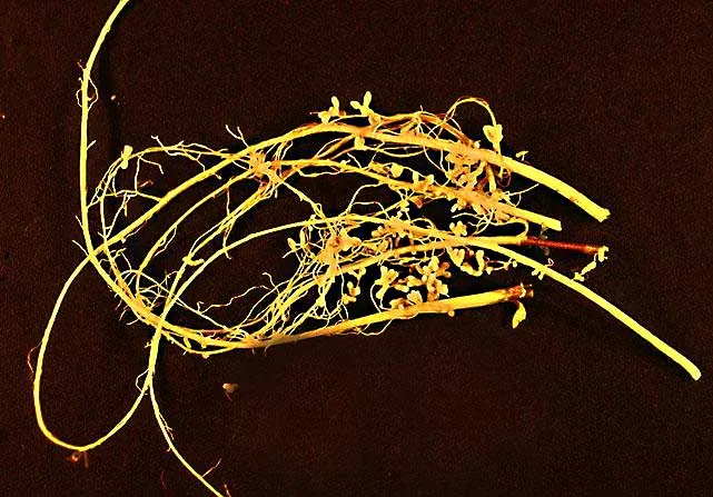 Кореневі бульбочки сої — симбіоз із Bradyrhizobium, що залежить від симбіотичної плазміди