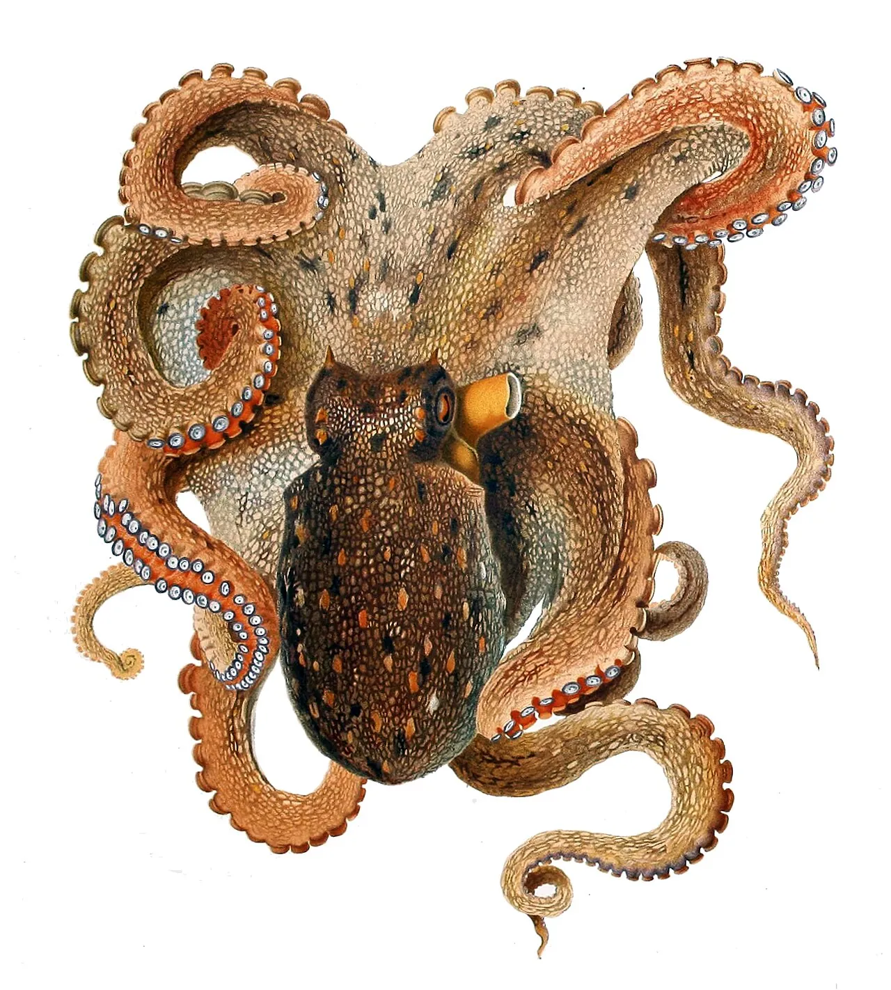 Восьминіг Octopus vulgaris: з його м'язів 1927 р. вперше виділено октопін — «опін» агробактеріальних пухлин