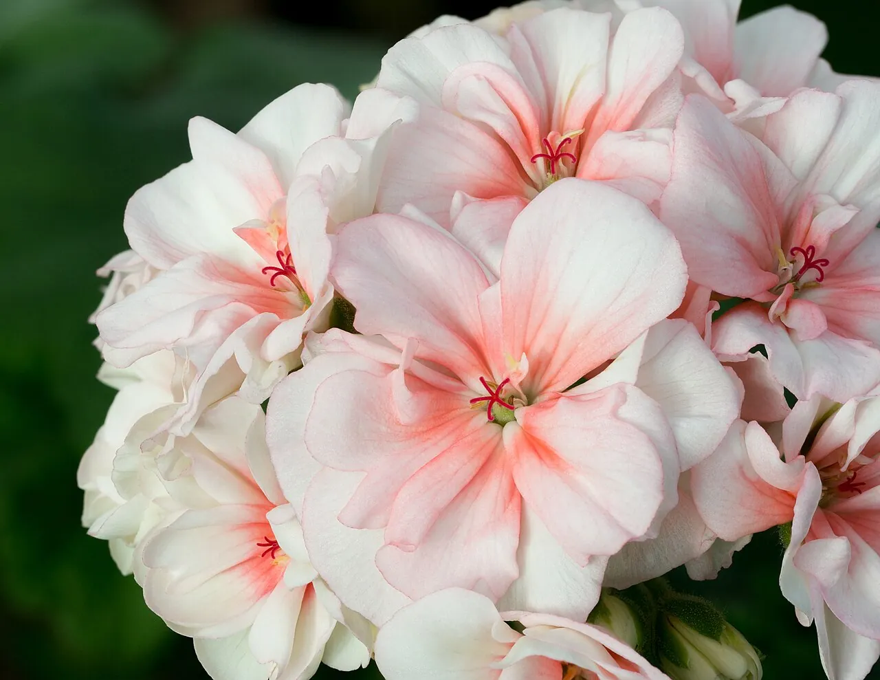 Пеларгонія зональна Pelargonium zonale — об'єкт, у якому створено чоловічу стерильність за допомогою барназної