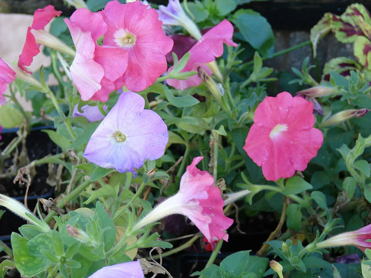 Петунія гібридна (Petunia × hybrida): різноманіття забарвлень