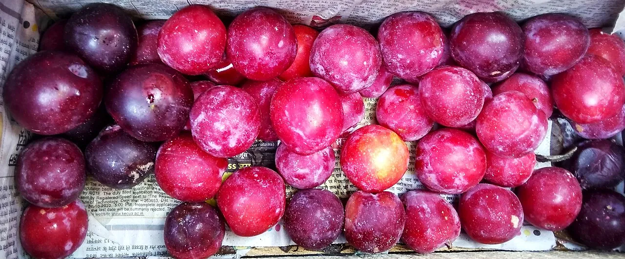 Слива домашня Prunus domestica: за гіпотезою Вавилова — гібрид терну й аличі