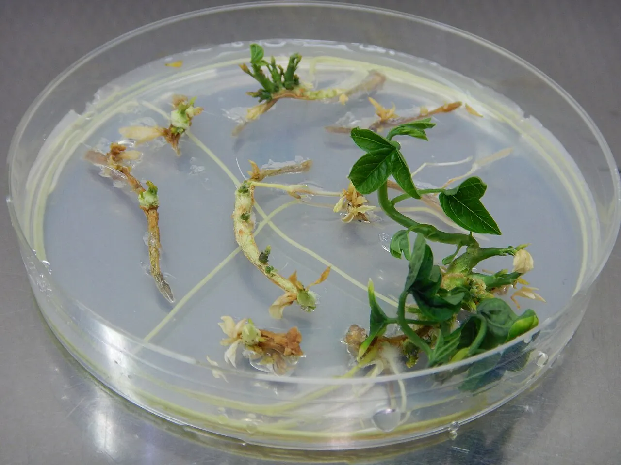 Регенерація рослин in vitro: пагони розвиваються на поживному середовищі (пасифлора)