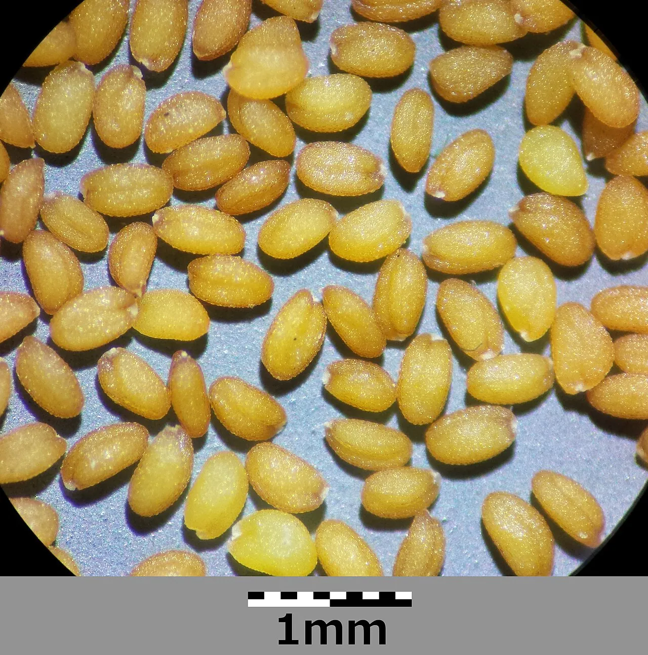Насіння Arabidopsis thaliana під мікроскопом (шкала — 1 мм): забарвлення шкірки визначає комплекс TTG1 + TT8 + TT2