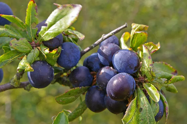 Терен Prunus spinosa — другий батьківський вид сливи домашньої