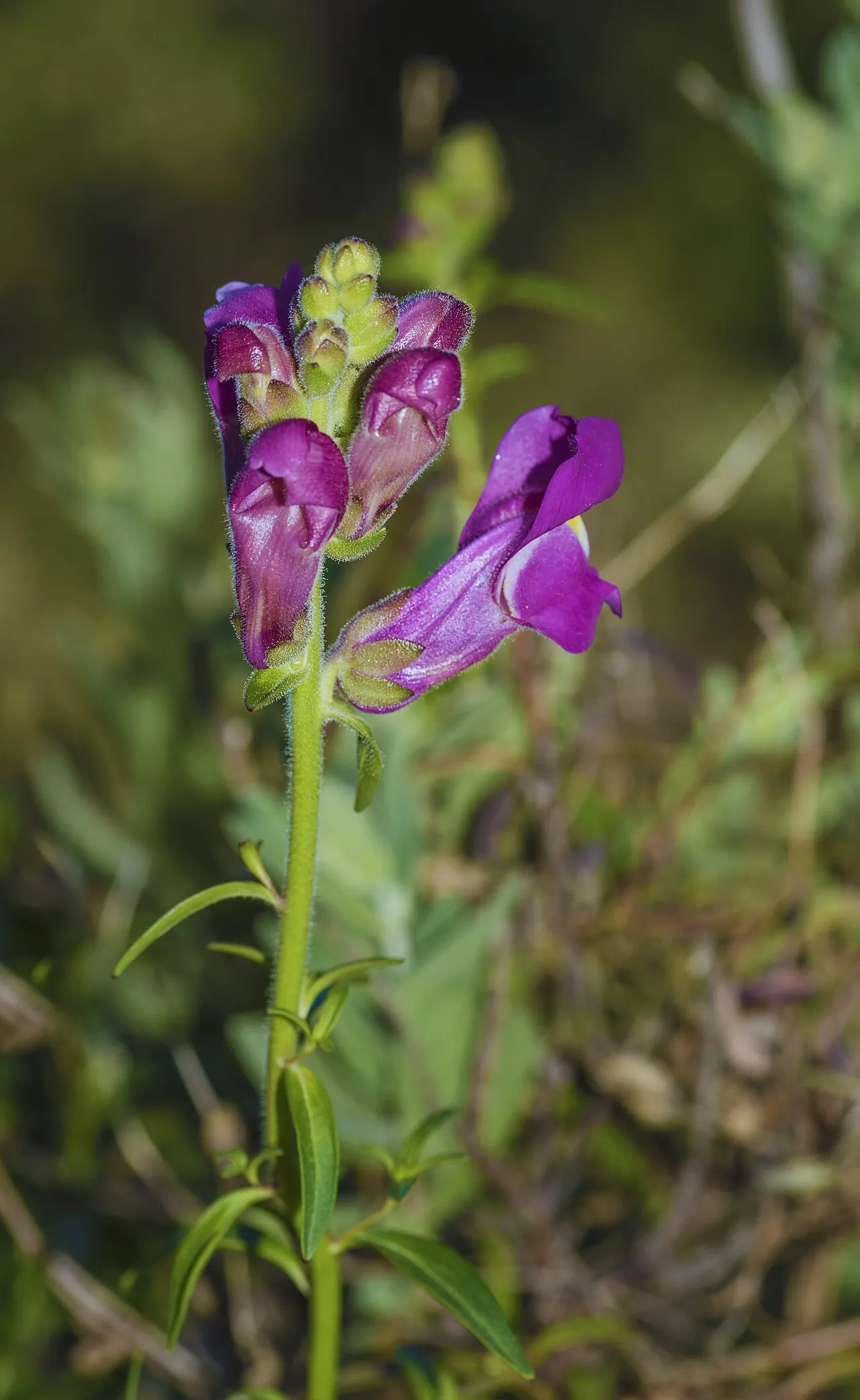 Левиний зів (Antirrhinum majus) — класичний об'єкт, на якому вивчали транспозони й гени квітки