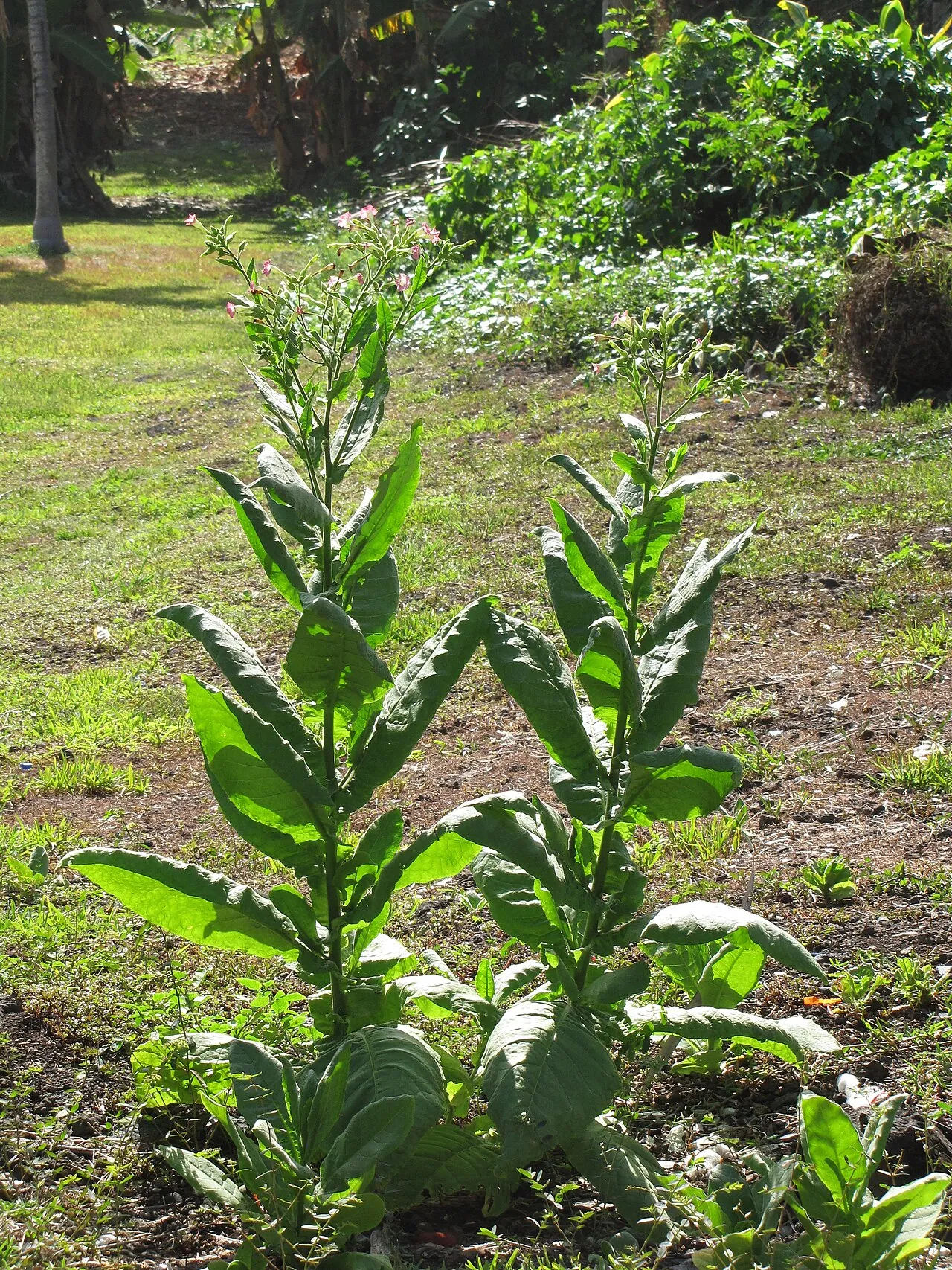 Тютюн курильний Nicotiana tabacum — алотетраплоїд (N. sylvestris × N. tomentosiformis)